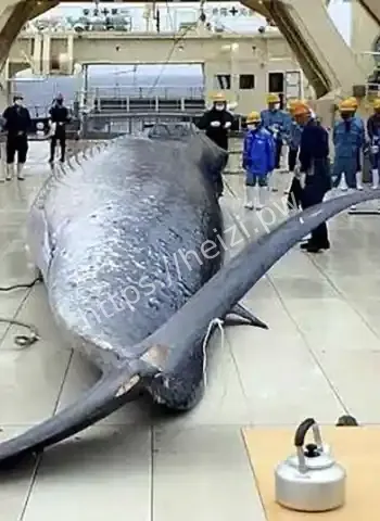 日本捕杀412头鲸