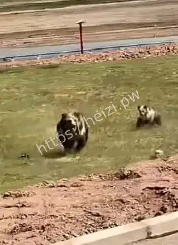 男子开车偶遇藏马熊